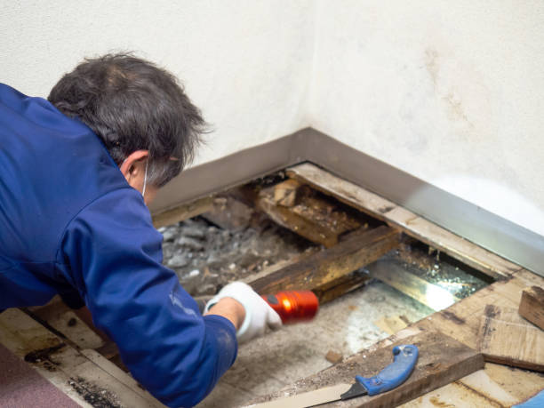 Best Attic Mold Remediation in North Fork, CA