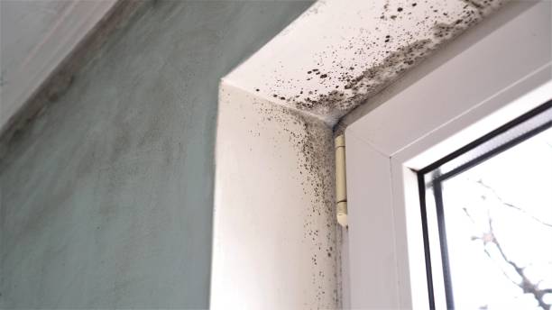 Trusted North Fork, CA Mold Remediation Experts