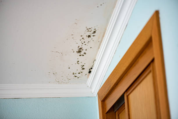 Best Black Mold Remediation in North Fork, CA