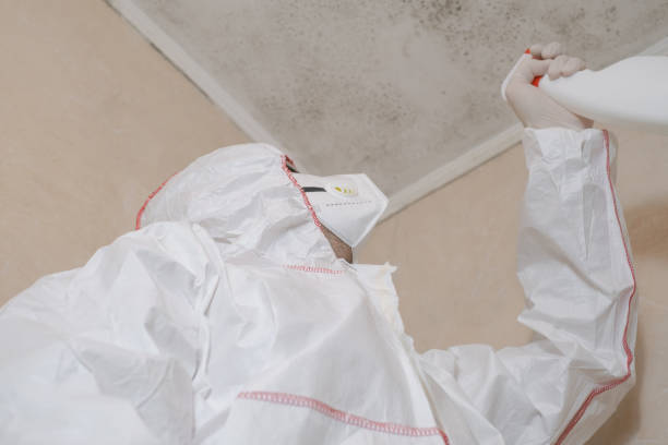 Best White Mold Remediation in North Fork, CA