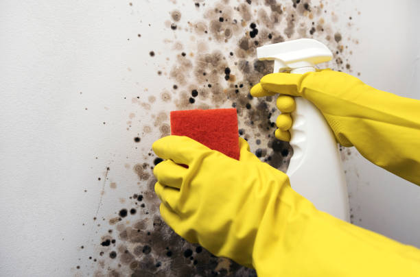 Best Mold Remediation for Specific Building Types in North Fork, CA